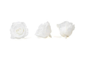 tetes-de-roses-stabilisees-xl-6-65cm-9.