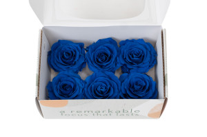 preserved-rose-heads-xl-6-65cm-9.