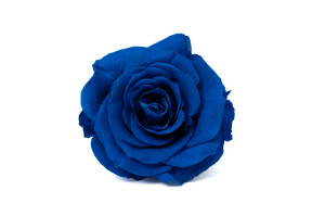 tetes-de-roses-stabilisees-xl-6-65cm-9.