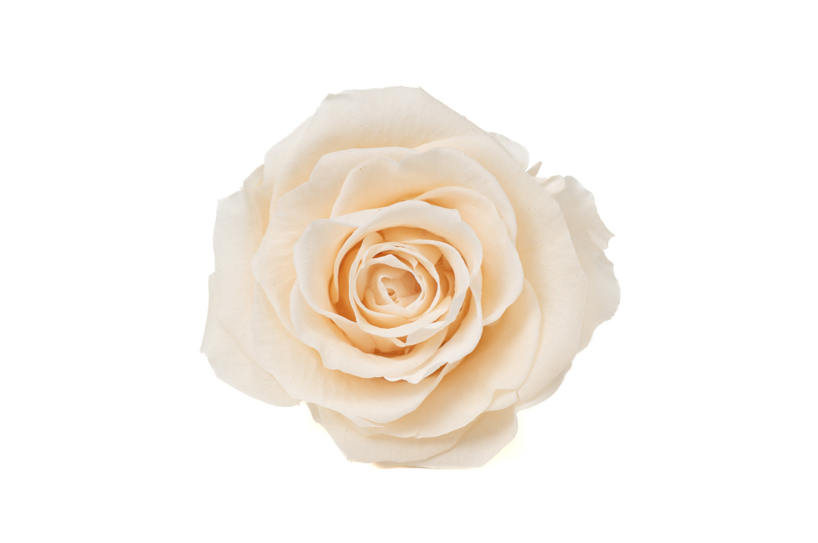 tetes-de-roses-stabilisees-xl-6-65cm-9