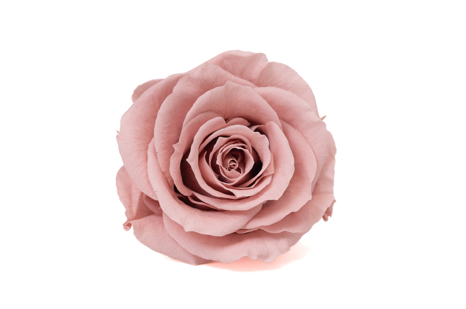 tetes-de-roses-stabilisees-xl-6-65cm-9