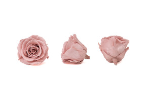 tetes-de-roses-stabilisees-xl-6-65cm-9.