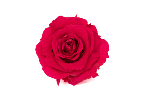 tetes-de-roses-stabilisees-xl-6-65cm-9.