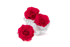 preserved-rose-heads-xl-6-65cm-9.