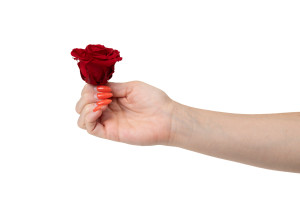 preserved-rose-heads-xl-6-65cm-9.