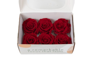 preserved-rose-heads-xl-6-65cm-9.