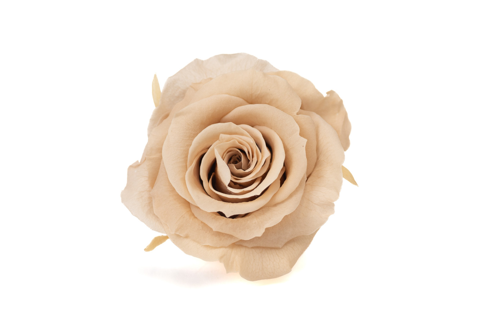 preserved-rose-heads-xl-6-65cm-9