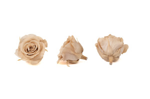 tetes-de-roses-stabilisees-xl-6-65cm-9.