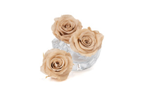 tetes-de-roses-stabilisees-xl-6-65cm-9.