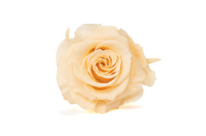 preserved-rose-heads-xl-6-65cm-9.