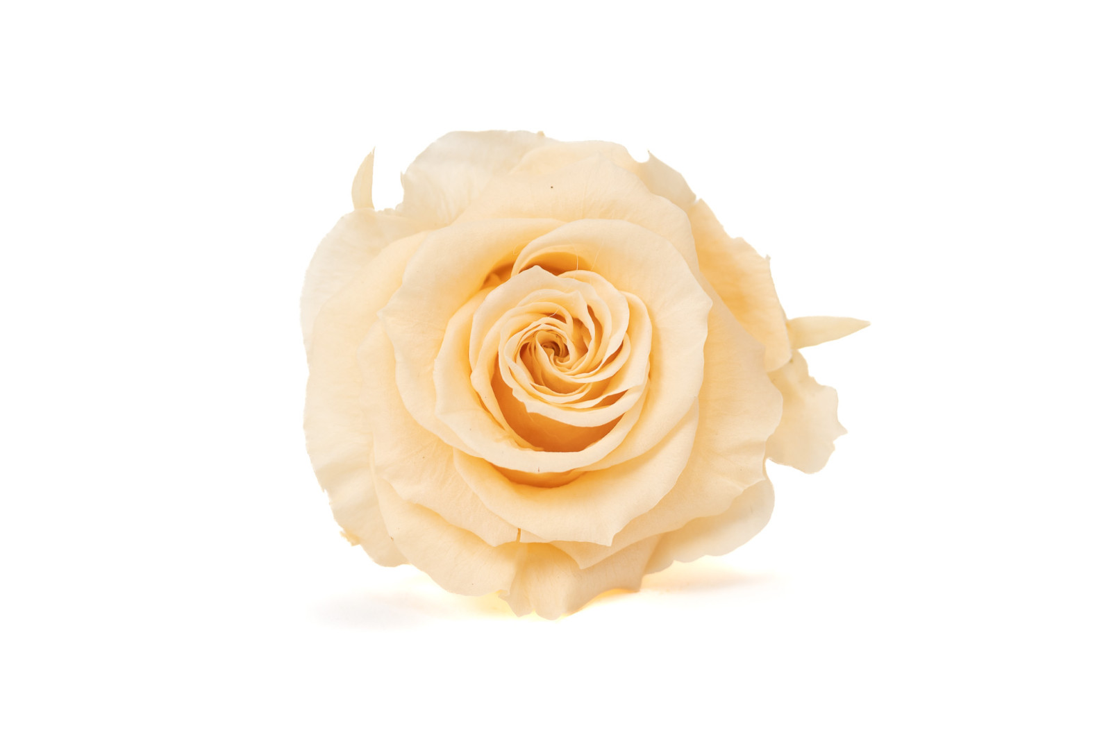 tetes-de-roses-stabilisees-xl-6-65cm-9