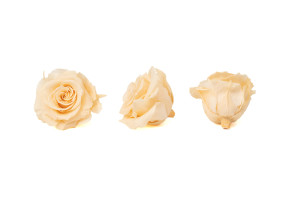 tetes-de-roses-stabilisees-xl-6-65cm-9.