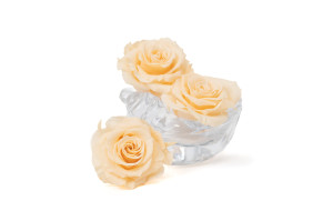 preserved-rose-heads-xl-6-65cm-9.