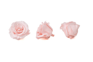 tetes-de-roses-stabilisees-xl-6-65cm-9.
