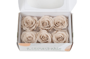 preserved-rose-heads-xl-6-65cm-9.
