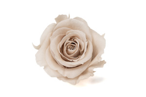 preserved-rose-heads-xl-6-65cm-9.