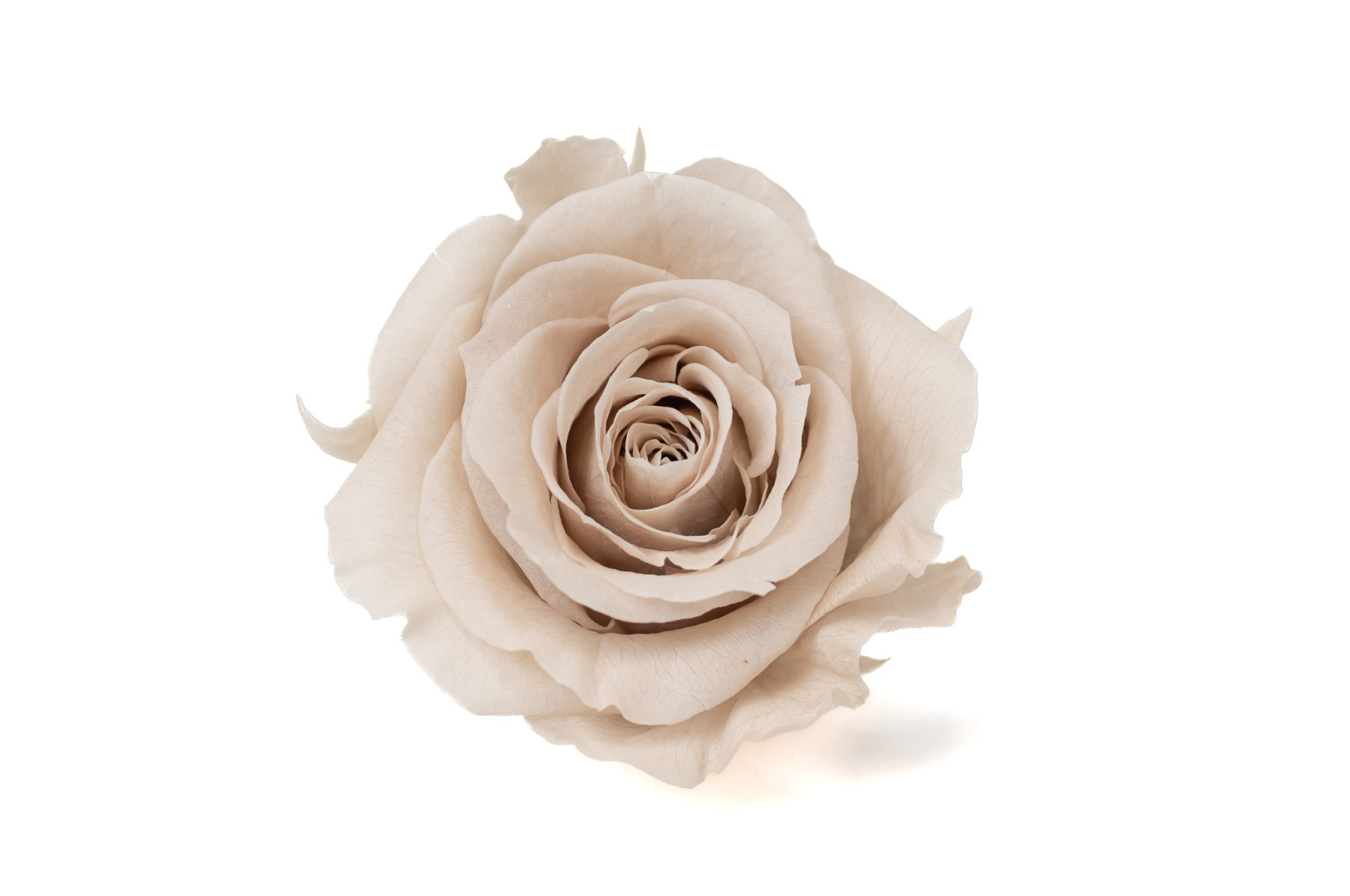 tetes-de-roses-stabilisees-xl-6-65cm-9