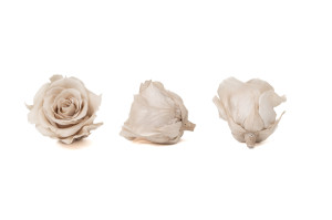 tetes-de-roses-stabilisees-xl-6-65cm-9.