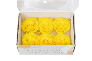 tetes-de-roses-stabilisees-xl-6-65cm-9.