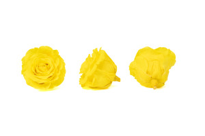 tetes-de-roses-stabilisees-xl-6-65cm-9.