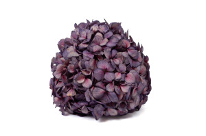 hortensia-stabilise-o-16-22-cm-9.