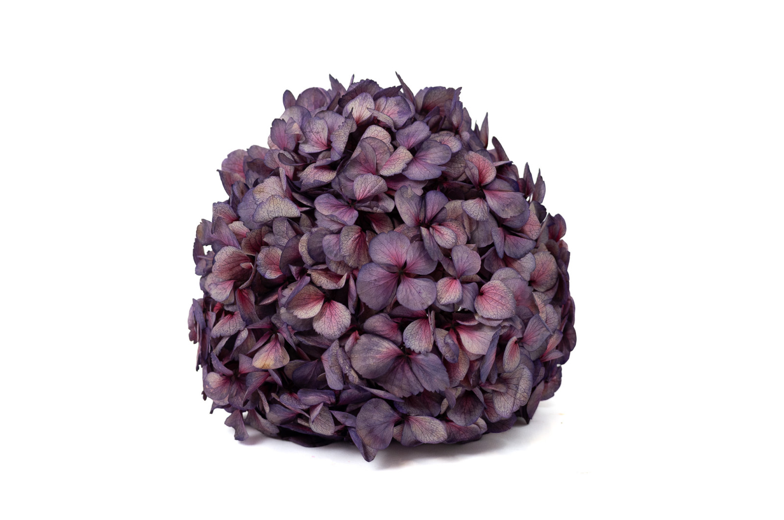 preserved-hydrangea-o-18-25-cm-9