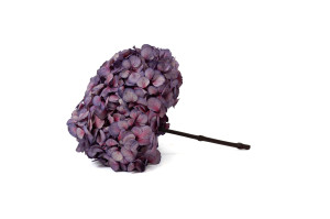 hortensia-stabilise-o-16-22-cm-9.