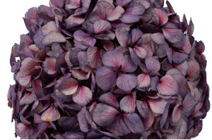 preserved-hydrangea-o-18-25-cm-9.