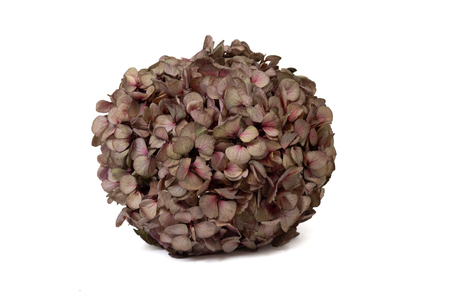 hortensia-stabilise-o-16-22-cm-9
