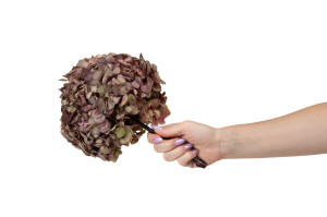 hortensia-stabilise-o-16-22-cm-9.