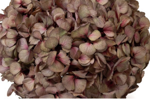 hortensia-stabilise-o-16-22-cm-9.