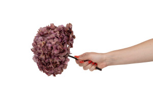 hortensia-stabilise-o-16-22-cm-9.