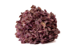 preserved-hydrangea-o-18-25-cm-9.