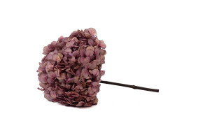 preserved-hydrangea-o-18-25-cm-9.