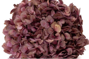 hortensia-stabilise-16-22-cm-9.