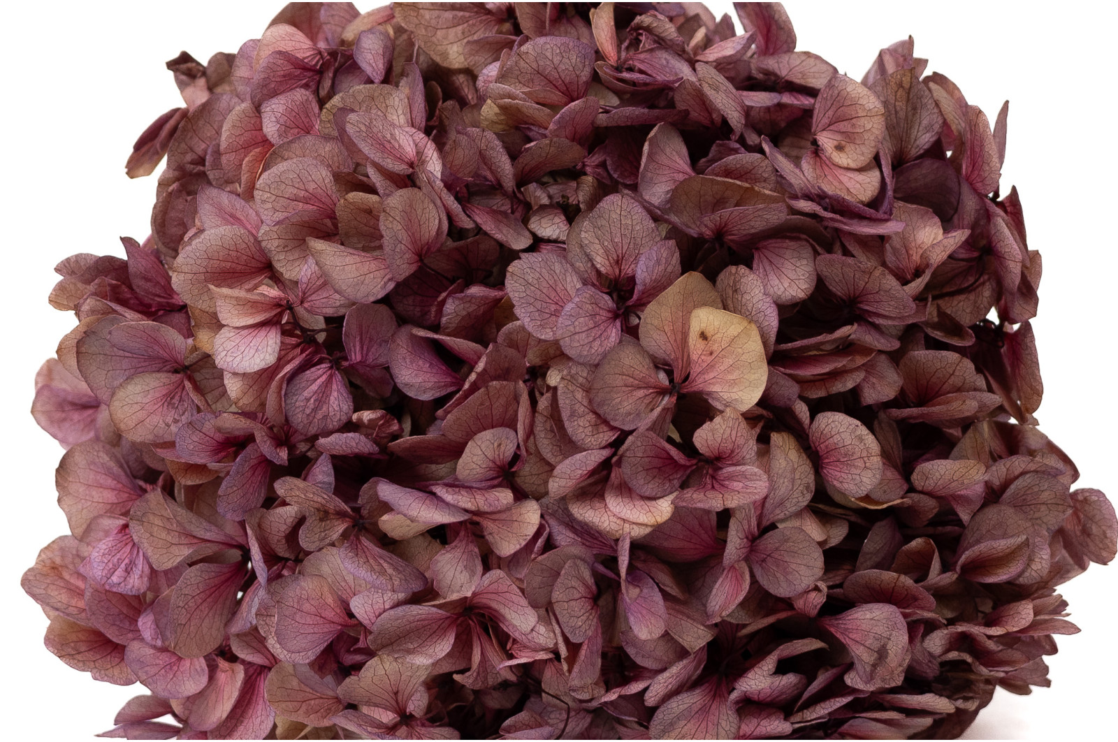 hortensia-stabilise-o-16-22-cm-9