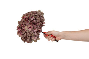 hortensia-stabilise-16-22-cm-9.