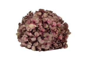 hortensia-stabilise-16-22-cm-9.