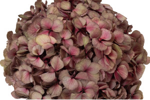 hortensia-stabilise-16-22-cm-9.