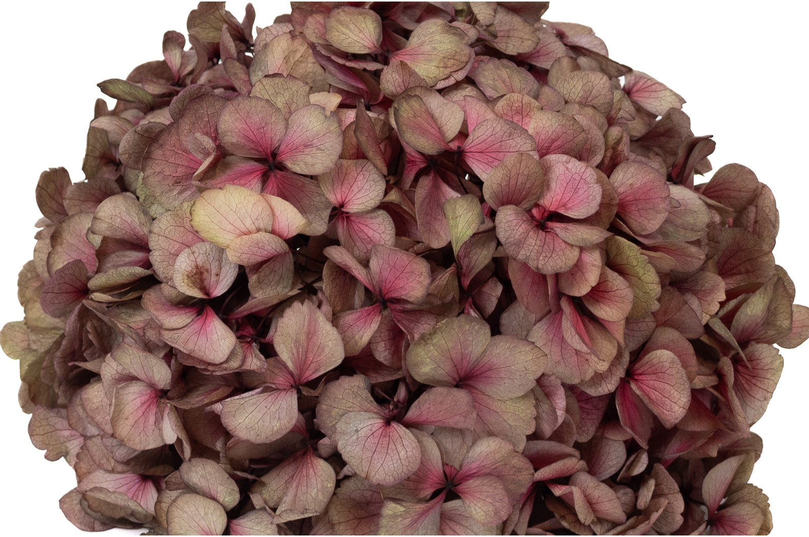 hortensia-stabilise-16-22-cm-9
