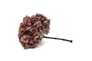 hortensia-stabilise-16-22-cm-9.