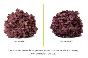 preserved-hydrangea-o-18-25-cm-9.