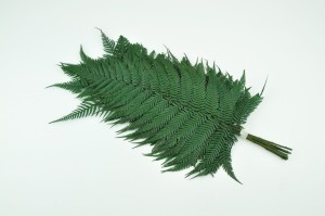 stabilisierter-glanzfarn-13.