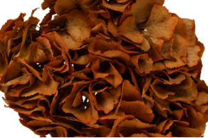 hortensia-stabilise-14.