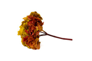 hortensia-stabilise-14.