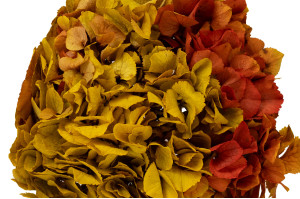 preserved-hydrangea-14.