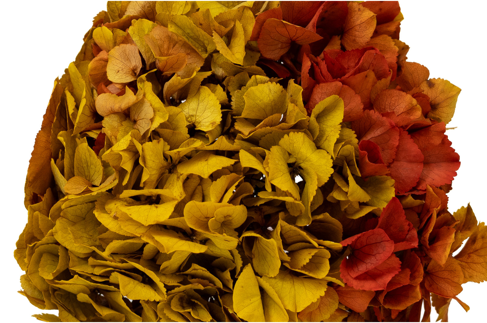 preserved-hydrangea-14