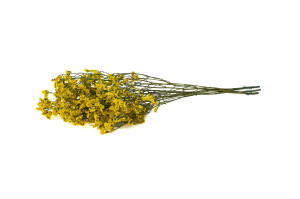 stabilisierter-limonium-14.