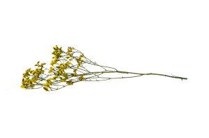 stabilisierter-limonium-14.