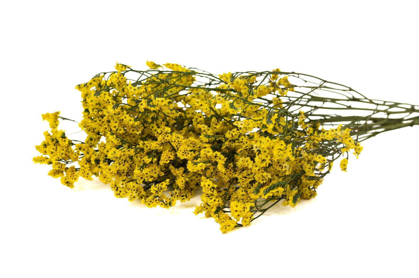 stabilisierter-limonium-14